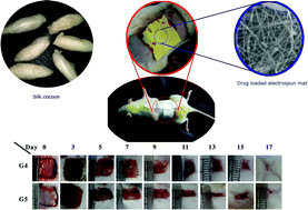 Graphical abstract: Development and characterization of an electrospun mat from Eri silk fibroin and PLA blends for wound dressing application