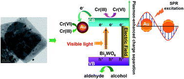 Graphical abstract: Enhanced photocatalytic activities of visible-light driven green synthesis in water and environmental remediation on Au/Bi2WO6 hybrid nanostructures