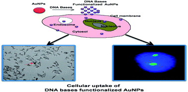 Graphical abstract: Enhanced in vitro cytotoxicity and cellular uptake of DNA bases functionalized gold nanoparticles in HeLa cell lines