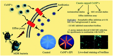 Graphical abstract: Copper nanoparticles as an efflux pump inhibitor to tackle drug resistant bacteria