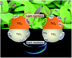 Graphical abstract: A photochromic nano-system via self-recovery for stable photocatalytic hydrogen evolution by optimizing TiO2 surface energy