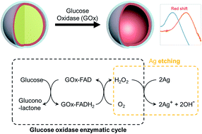 Graphical abstract: Highly precise plasmonic and colorimetric sensor based on enzymatic etching of nanospheres for the detection of blood and urinary glucose