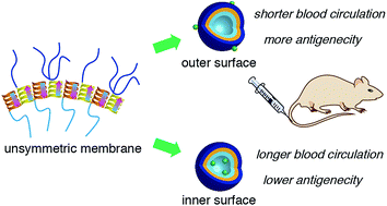 Graphical abstract: Unsymmetric vesicles with a different design on each side for near-infrared fluorescence imaging of tumor tissues