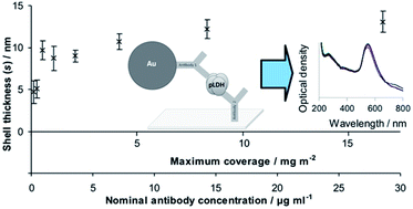 Graphical abstract: Measuring antibody coatings on gold nanoparticles by optical spectroscopy