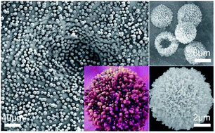 Graphical abstract: Highly monodisperse Cu3Mo2O9 micropompons with excellent performance in photocatalysis, photocurrent response and lithium storage