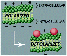Graphical abstract: Cellular binding of nanoparticles disrupts the membrane potential