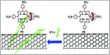 Graphical abstract: Novel supramolecular assemblies of repulsive DNA–anionic porphyrin complexes based on covalently modified multi-walled carbon nanotubes and cyclodextrins