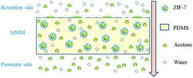 Graphical abstract: Recovery of acetone from aqueous solution by ZIF-7/PDMS mixed matrix membranes