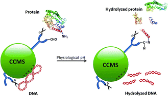 Graphical abstract: Synthesis of a chitosan-based functional biopolymer with both catalytic and binding groups for protein and DNA hydrolysis