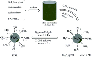 Graphical abstract: Superparamagnetic Fe3O4 nanoparticles modified by water-soluble and biocompatible polyethylenimine for lipase immobilization with physical and chemical mechanisms