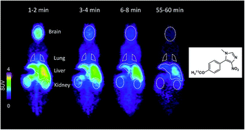 Graphical abstract: Design, synthesis and biological evaluation of small molecule-based PET radioligands for the 5-hydroxytryptamine 7 receptor