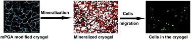 Graphical abstract: Poly(γ-glutamic acid) induced homogeneous mineralization of the poly(ethylene glycol)-co-2-hydroxyethyl methacrylate cryogel for potential application in bone tissue engineering