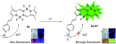 Graphical abstract: Synthesis of mono-(p-dimethylamino)styryl-containing BOPHY dye for a turn-on pH sensor