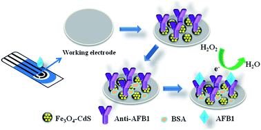 Graphical abstract: A simple label-free photoelectrochemical immunosensor for highly sensitive detection of aflatoxin B1 based on CdS–Fe3O4 magnetic nanocomposites