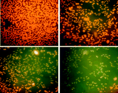 Graphical abstract: Cytotoxicity, genotoxicity and alteration of cellular antioxidant enzymes in silver nanoparticles exposed CHO cells