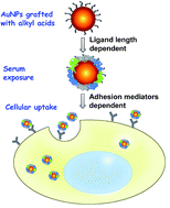 Graphical abstract: Protein adsorption and cellular uptake of AuNPs capped with alkyl acids of different length