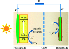 Graphical abstract: Electricity generation by biocathode coupled photoelectrochemical cells