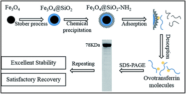 Graphical abstract: Synthesis, characterization, and application of Fe3O4@SiO2–NH2 nanoparticles