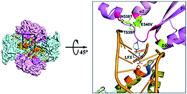 Graphical abstract: The impact of Mycobacterium tuberculosis gyrB point mutations on 6-fluoroquinolones resistance profile: in silico mutagenesis and structure-based assessment
