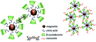 Graphical abstract: Citrate modified β-cyclodextrin functionalized magnetite nanoparticles: a biocompatible platform for hydrophobic drug delivery