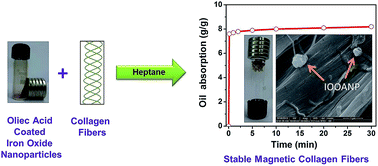 Graphical abstract: Magnetic collagen fibers stabilized using functional iron oxide nanoparticles in non-aqueous medium