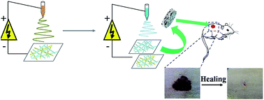 Graphical abstract: Nitrofurazone-loaded electrospun PLLA/sericin-based dual-layer fiber mats for wound dressing applications