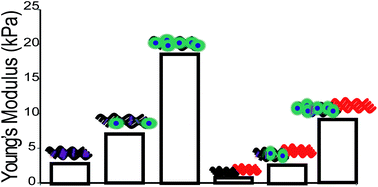 Graphical abstract: Mechanical properties of structurally-defined magnetoactive polymer (co)networks