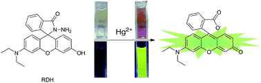 Graphical abstract: A simple yet effective fluorescent probe for detecting and imaging mercury ions in cells