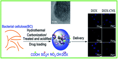 Graphical abstract: Green and facile synthesis of highly biocompatible carbon nanospheres and their pH-responsive delivery of doxorubicin to cancer cells