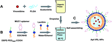 Graphical abstract: Aptamer density dependent cellular uptake of lipid-capped polymer nanoparticles for polyvalent targeted delivery of vinorelbine to cancer cells