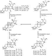 Graphical abstract: Regio- and stereo-selective oxidation of β-boswellic acids transformed by filamentous fungi