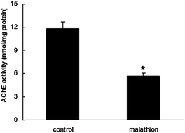 Graphical abstract: Histopathological, biochemical and molecular changes of reproductive function after malathion exposure of prepubertal male mice