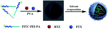 Graphical abstract: Construction of nanoparticles based on amphiphilic PEI–PA polymers for bortezomib and paclitaxel co-delivery