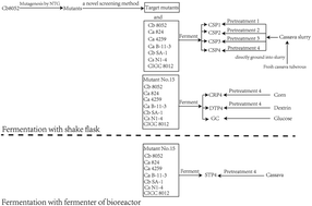 Graphical abstract: Development and application of a novel screening method and experimental use of the mutant bacterial strain Clostridium beijerinckii NCIMB 8052 for production of butanol via fermentation of fresh cassava