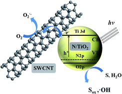 Graphical abstract: Enhanced visible-light-driven photoactivities of single-walled carbon nanotubes coated with N doped TiO2 nanoparticles