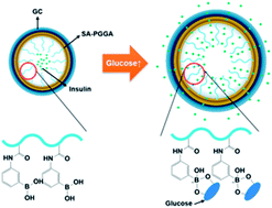 Graphical abstract: Establishment of a controlled insulin delivery system using a glucose-responsive double-layered nanogel