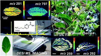 Graphical abstract: Rapid detection of Fusarium wilt in basil (Ocimum sp.) leaves by desorption electrospray ionization mass spectrometry (DESI MS) imaging