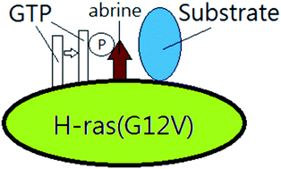 Graphical abstract: Molecular insight and resolution for tumors harboring the H-ras(G12V) mutation