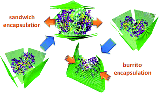 Graphical abstract: Molecular effects of encapsulation of glucose oxidase dimer by graphene