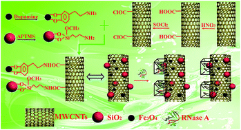 Graphical abstract: Biorecognition and highly sensitive determination of Ribonuclease A with chemiluminescence sensor based on Fe3O4/multi-walled carbon nanotubes/SiO2-surface molecular imprinting polymer