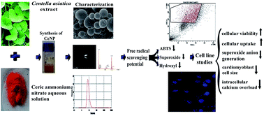 Graphical abstract: Cerium nanoparticles synthesized using aqueous extract of Centella asiatica: characterization, determination of free radical scavenging activity and evaluation of efficacy against cardiomyoblast hypertrophy