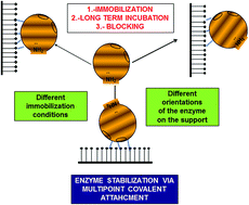 Graphical abstract: Characterization of supports activated with divinyl sulfone as a tool to immobilize and stabilize enzymes via multipoint covalent attachment. Application to chymotrypsin