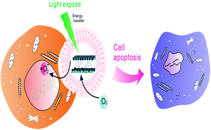 Graphical abstract: Hierarchical coated metal hydroxide nanoconstructs as potential controlled release carriers of photosensitizer for skin melanoma