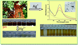 Graphical abstract: Burmese grape fruit juice can trigger the “logic gate”-like colorimetric sensing behavior of Ag nanoparticles towards toxic metal ions
