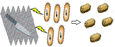 Graphical abstract: N-doped carbon nanosheets with antibacterial activity: mechanistic insight