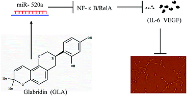 Graphical abstract: The repressive effect of miR-520a on NF-κB/IL-6/STAT-3 signal involved in the glabridin-induced anti-angiogenesis in human breast cancer cells