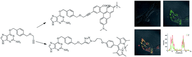 Graphical abstract: Terminal alkyne substituted O6-benzylguanine for versatile and effective syntheses of fluorescent labels to genetically encoded SNAP-tags