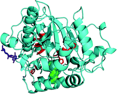 Graphical abstract: Impact of structural stability of cold adapted Candida antarctica lipase B (CaLB): in relation to pH, chemical and thermal denaturation