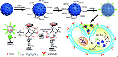 Graphical abstract: Intracellular pH-responsive mesoporous hydroxyapatite nanoparticles for targeted release of anticancer drug