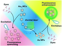 Graphical abstract: Quantum-size-effect accommodation of gold clusters with altered fluorescence of dyes